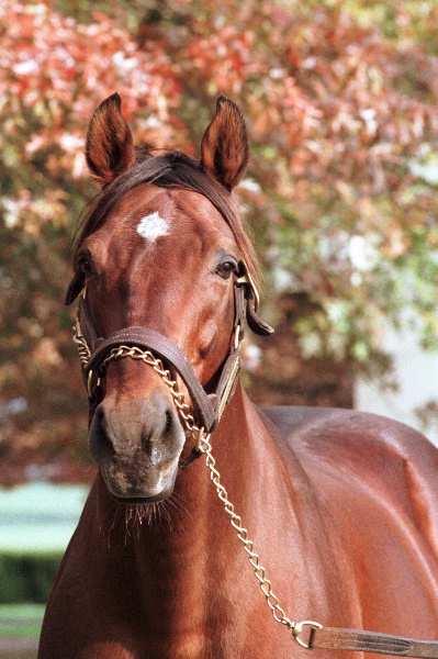 Alysheba